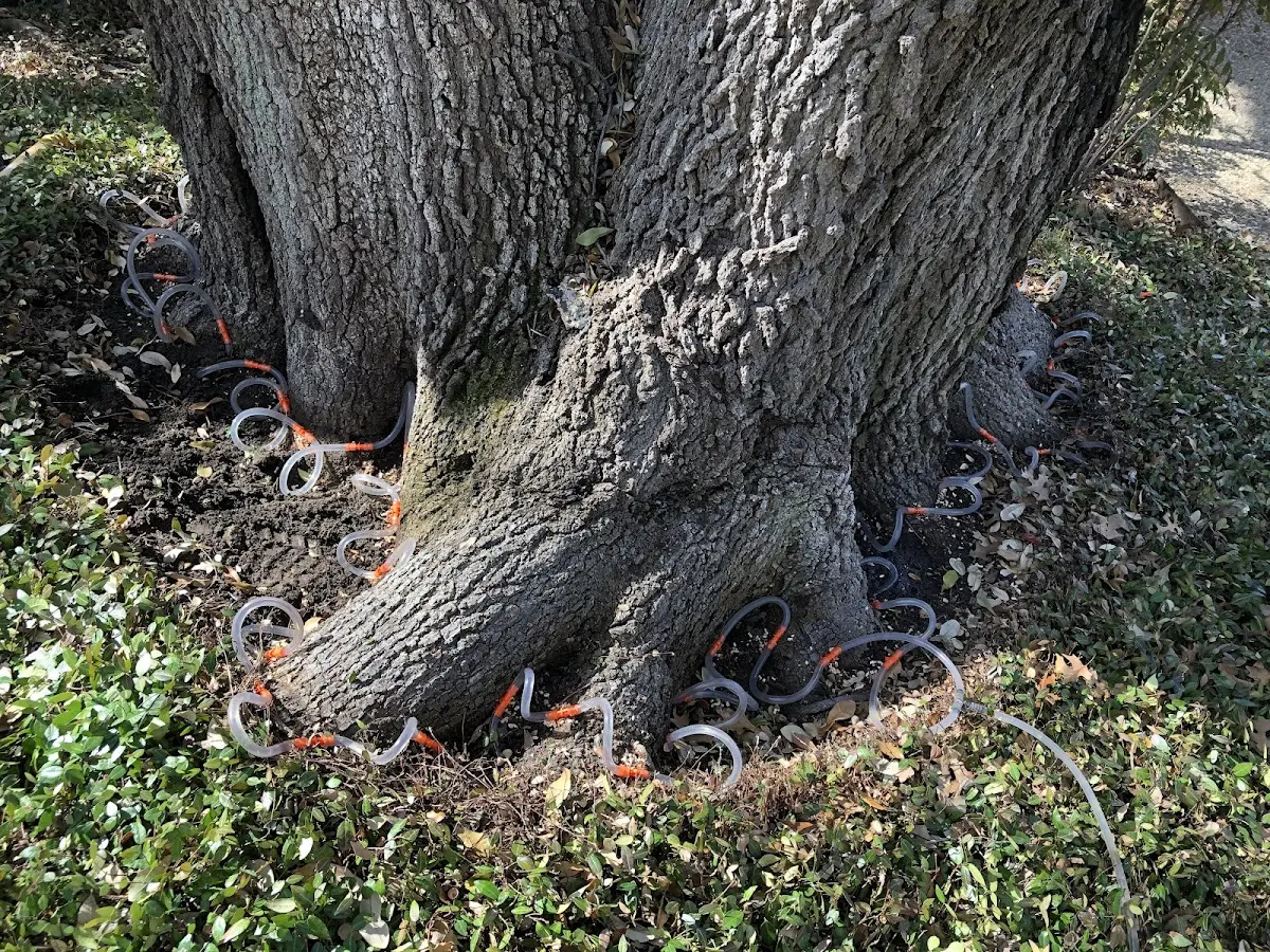 Detailed Tree Cabling and Bracing job site in Sandy Springs
