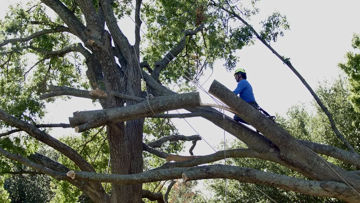 Professional Hazardous Tree Removal performed by certified arborists in Sandy Springs
