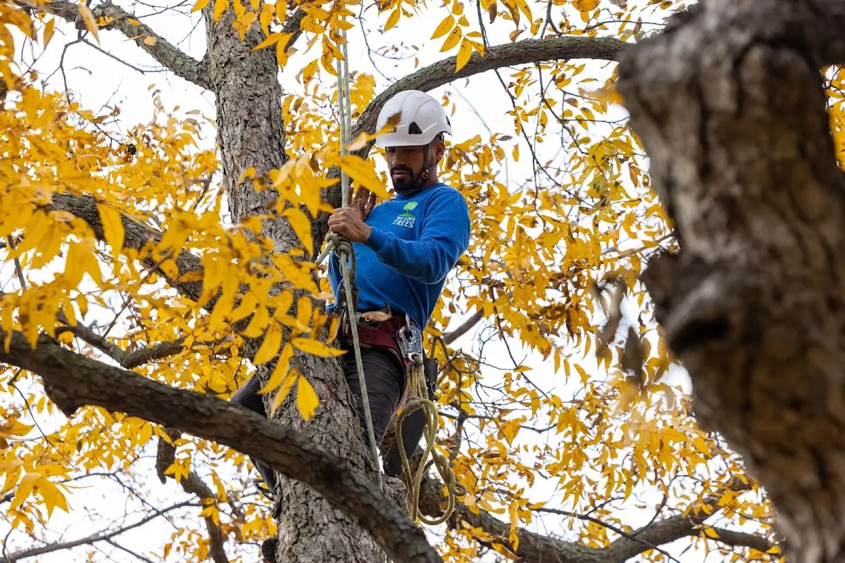 Skilled Tree Transplanting crew working in Sandy Springs